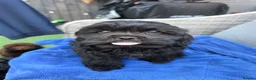 Shihpoo dogs for sale: Male puppy  - Advert 1