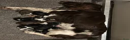 English Springer Spaniel dogs for sale: KC Working Springer Springer Puppies - Advert 3