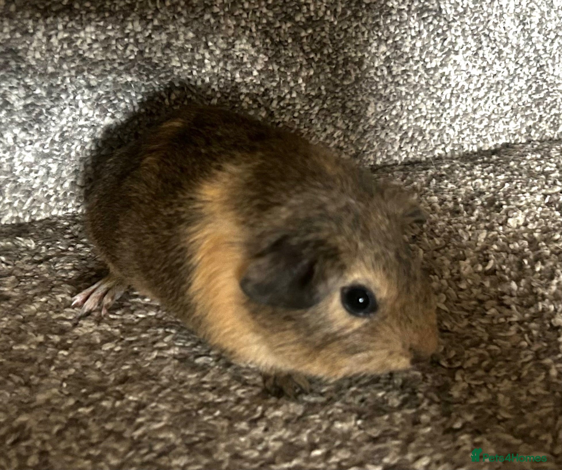 Guinea Pig rodents 1 Female Guinea pig baby left  - Advert 2