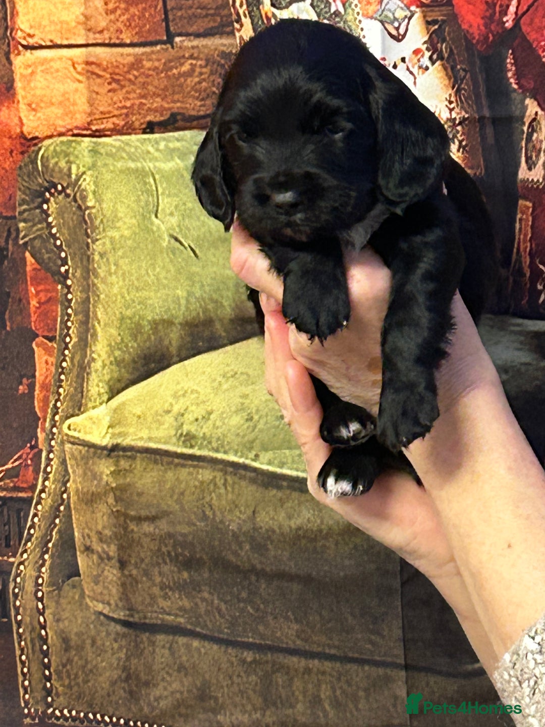 Sprocker dogs for sale: F1 Sprocker pups - Advert 2