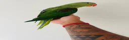 Parrots birds for sale: Hand Reared Alexandrine for sale  - Advert 7