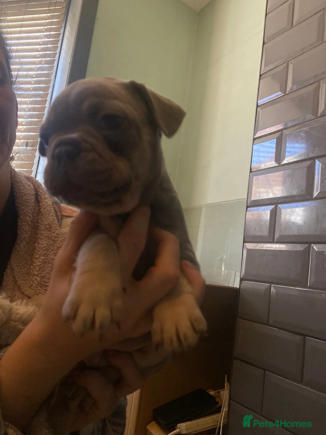 French Bulldog dogs for sale: Chucky laid back beautiful frenchies in Rochdale - Advert 7