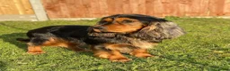 Cocker Spaniel dogs for sale: 🐾 6 Gorgeous Show Type Cocker Spaniel Puppies 🐾 - Advert 5
