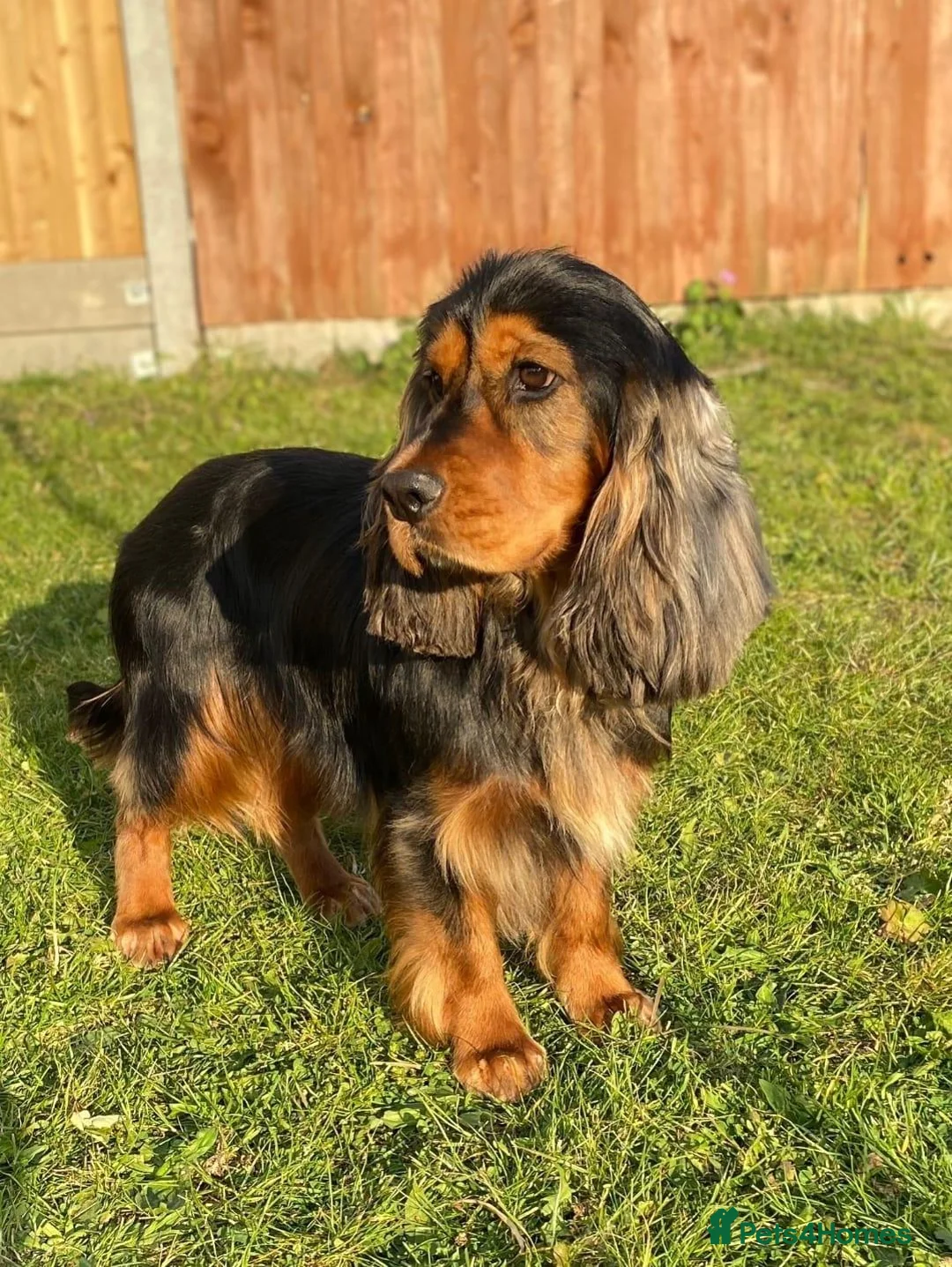Cocker Spaniel dogs for sale: 🐾 6 Gorgeous Show Type Cocker Spaniel Puppies 🐾 - Advert 5