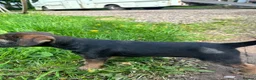 Border Terrier dogs for sale: Border terrier puppies - Advert 4