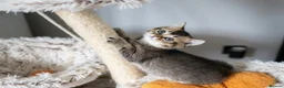 British Shorthair cats for sale: Adorable Kitten Ready For Reservation in Leamington Spa - Advert 16