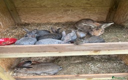 Continental Giant rabbits for sale: Rabbits for sale very nice  - Image 9