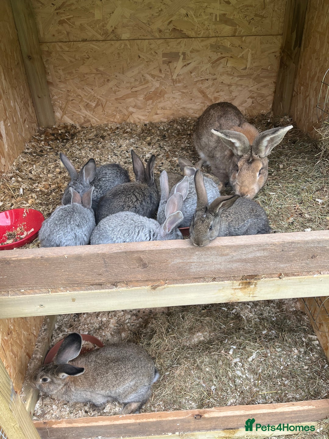 Continental Giant rabbits for sale: Rabbits for sale very nice  - Image 9