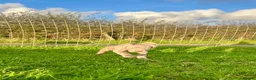 Weimaraner dogs for sale: Weimaraner Puppies READY NOW one left ! - Advert 2