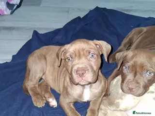 Mixed Breed dogs Presa canerio cross american bulldog cross - Advert 1