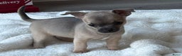 Chihuahua dogs for sale: Blue and Tan pure breed chihuahua girls 💙💛 - Advert 6