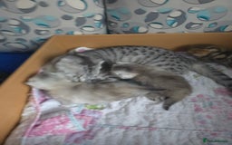 British Shorthair cats for sale: 🥰Beautiful kittens with rare colouring🥰 - Image 16