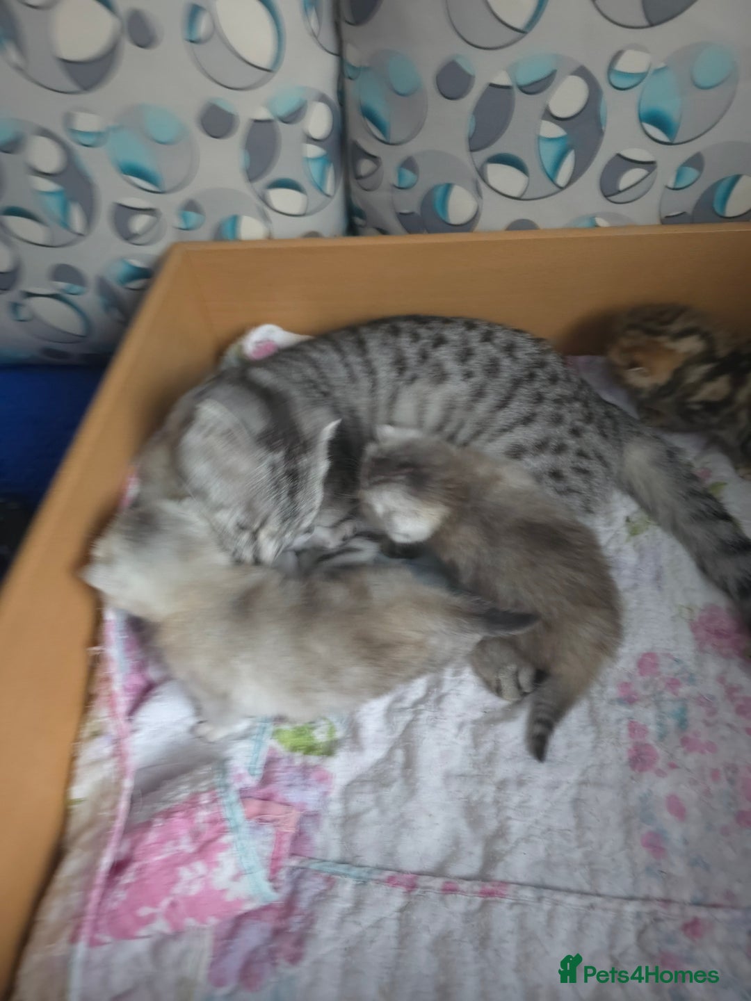 British Shorthair cats for sale: 🥰Beautiful kittens with rare colouring🥰 - Image 16