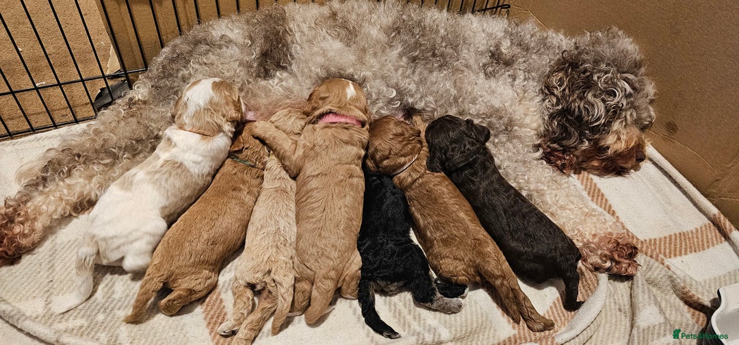 Cavapoo dogs for sale: Gorgeous Cavapoo puppies  - Advert 2