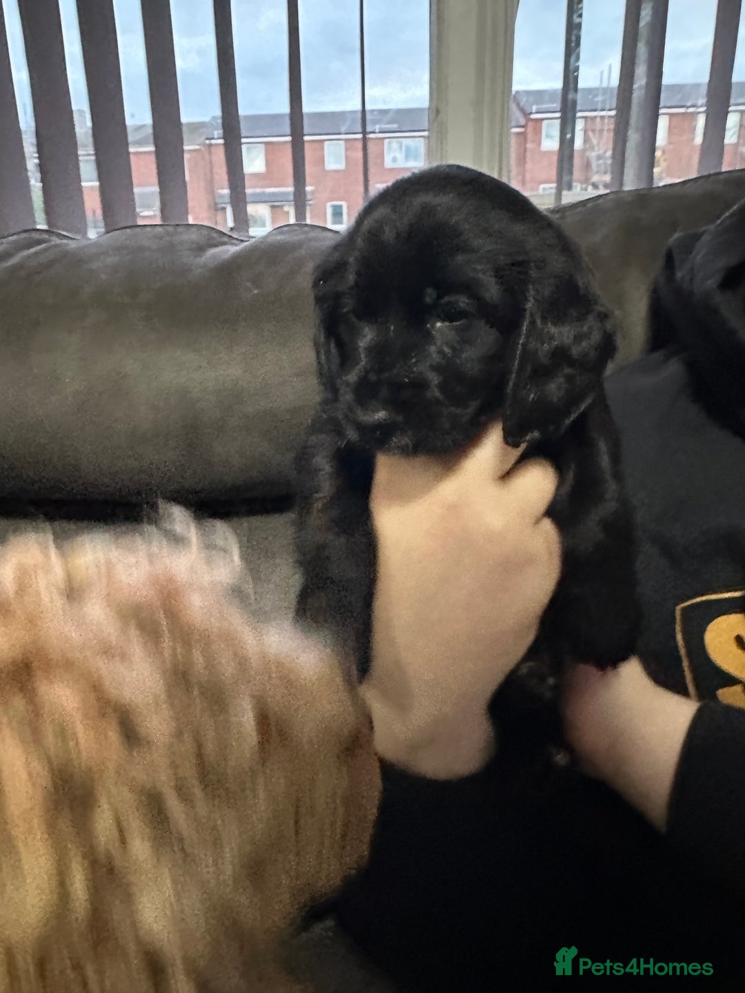 Cockapoo dogs for sale: Stunning F1B Show Cockapoo LAST TO RESERVE - Image 5
