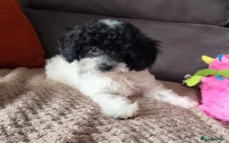 Cockapoo dogs for sale: Fully Vaccinated Best Friend Sofa Companions 🥰   - Image 33