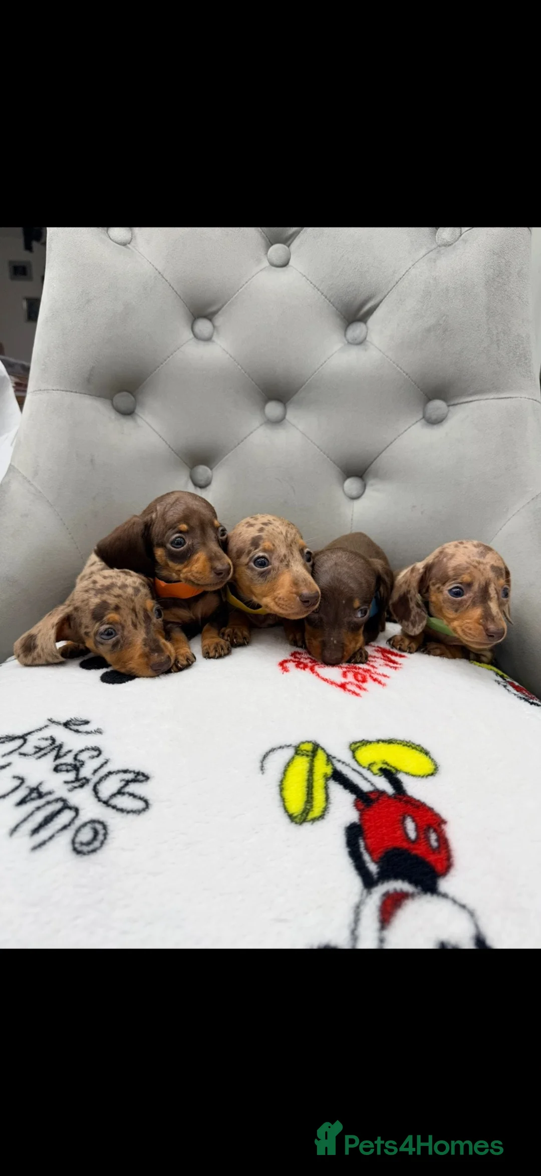 Miniature Dachshund dogs for sale: Miniature Dachshund in Nelson - Advert 1