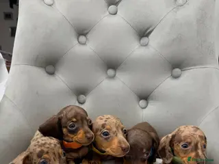 Miniature Dachshund dogs Miniature Dachshund - Advert 1