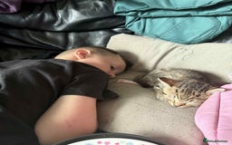 Savannah cats for sale: 3 beautiful kittens  - Image 27