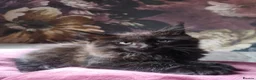 Maine Coon cats for sale: TICA reg HEALTH CHECKED Maine Coons - Advert 16