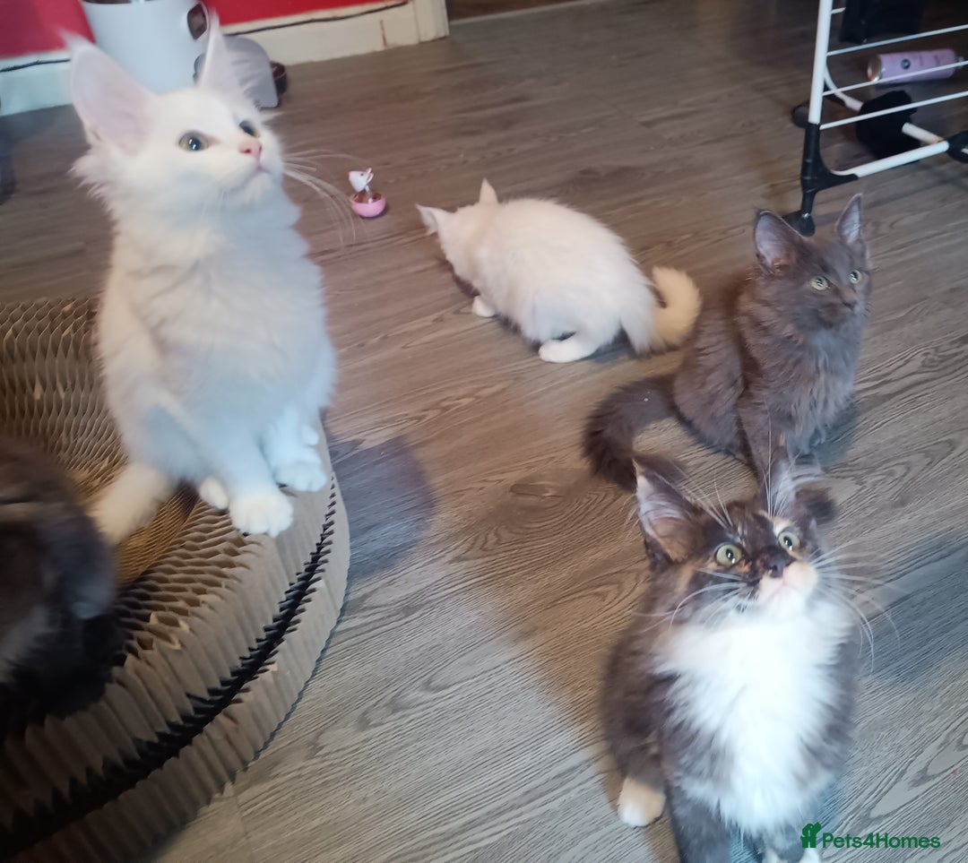 Maine Coon cats for sale: Maine Coon kittens in Manchester  - Image 6