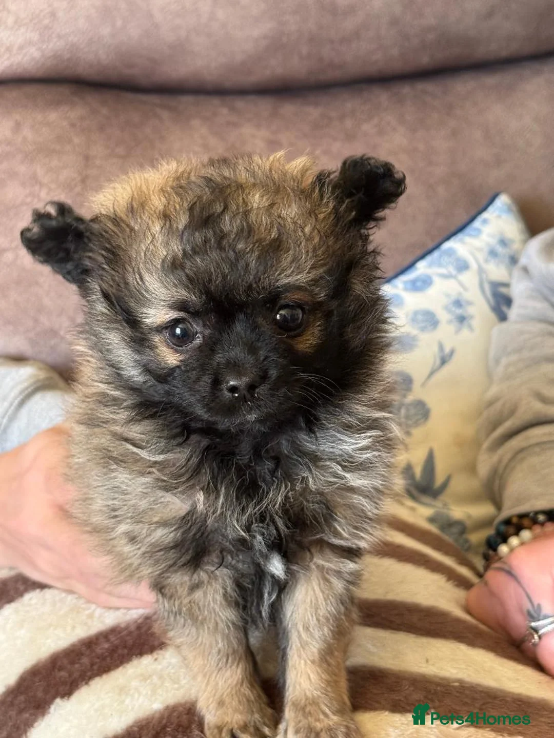 Pomapoo dogs for sale: Beautiful furry little girl for sale - Advert 1