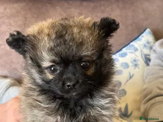 Pomapoo dogs Beautiful furry little girl for sale - Advert 1