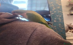 Cockatiels birds for sale: 2 quakers 250 each or pair for 400 - Image 5