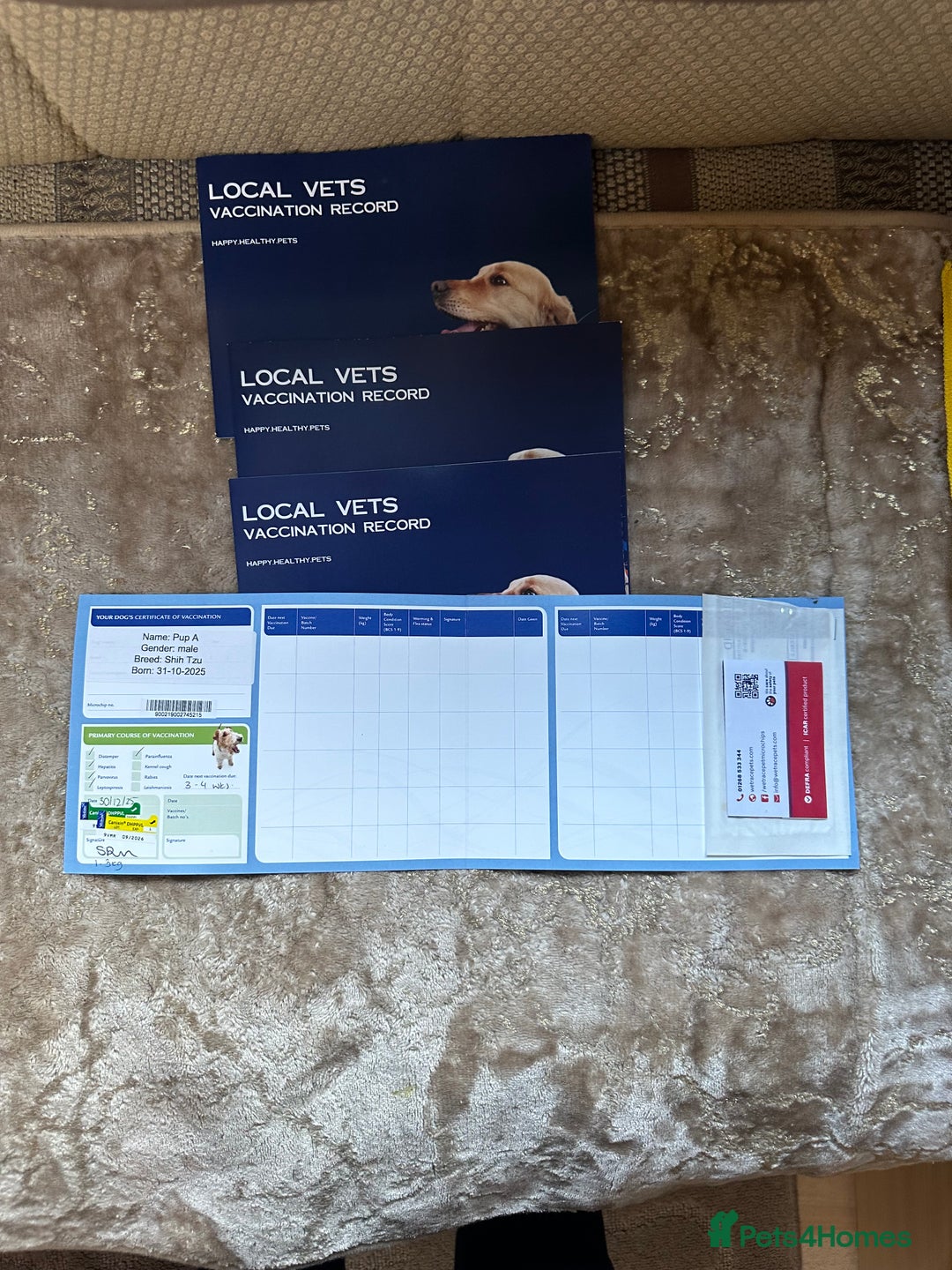 Shih Tzu dogs for sale: Shih Tzu pups - Advert 3