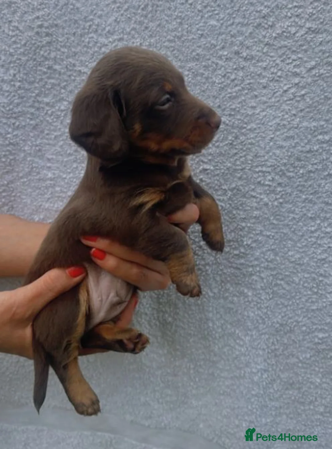 Miniature Dachshund dogs for sale: Beautiful Miniature Dachshund Puppies in Coventry - Advert 5