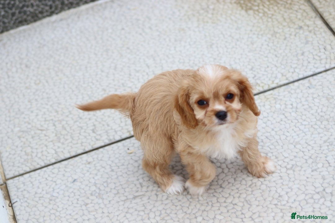 Cavapoo dogs for sale: F1 Cavapoo puppies for sale - Image 33
