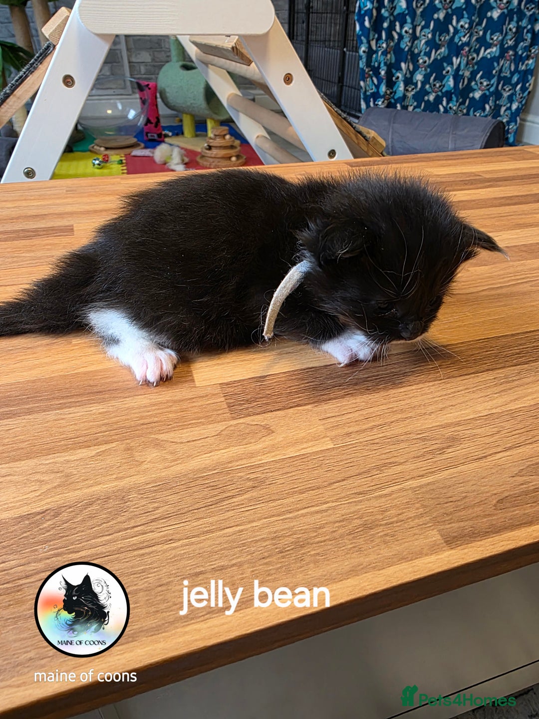 Maine Coon cats for sale: Maine coon kittens - Image 6