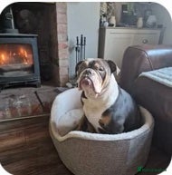 English Bulldog dogs Rita 6 year old bulldog - Advert 2