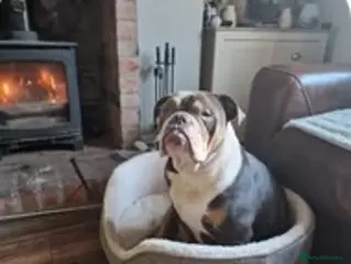 English Bulldog dogs Rita 6 year old bulldog - Advert 2