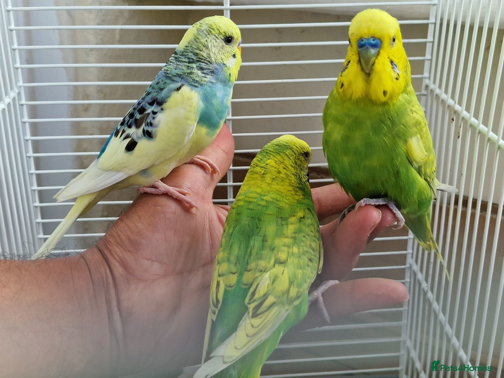 Budgerigars birds Super silly hand tamed baby budgies  - Advert 6