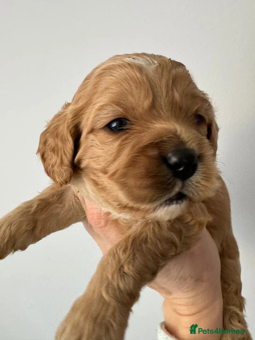 Cavalier King Charles Spaniel dogs for stud:  HEALTH TESTED kc cavalier king charles for stud  in Bedford - Advert 14