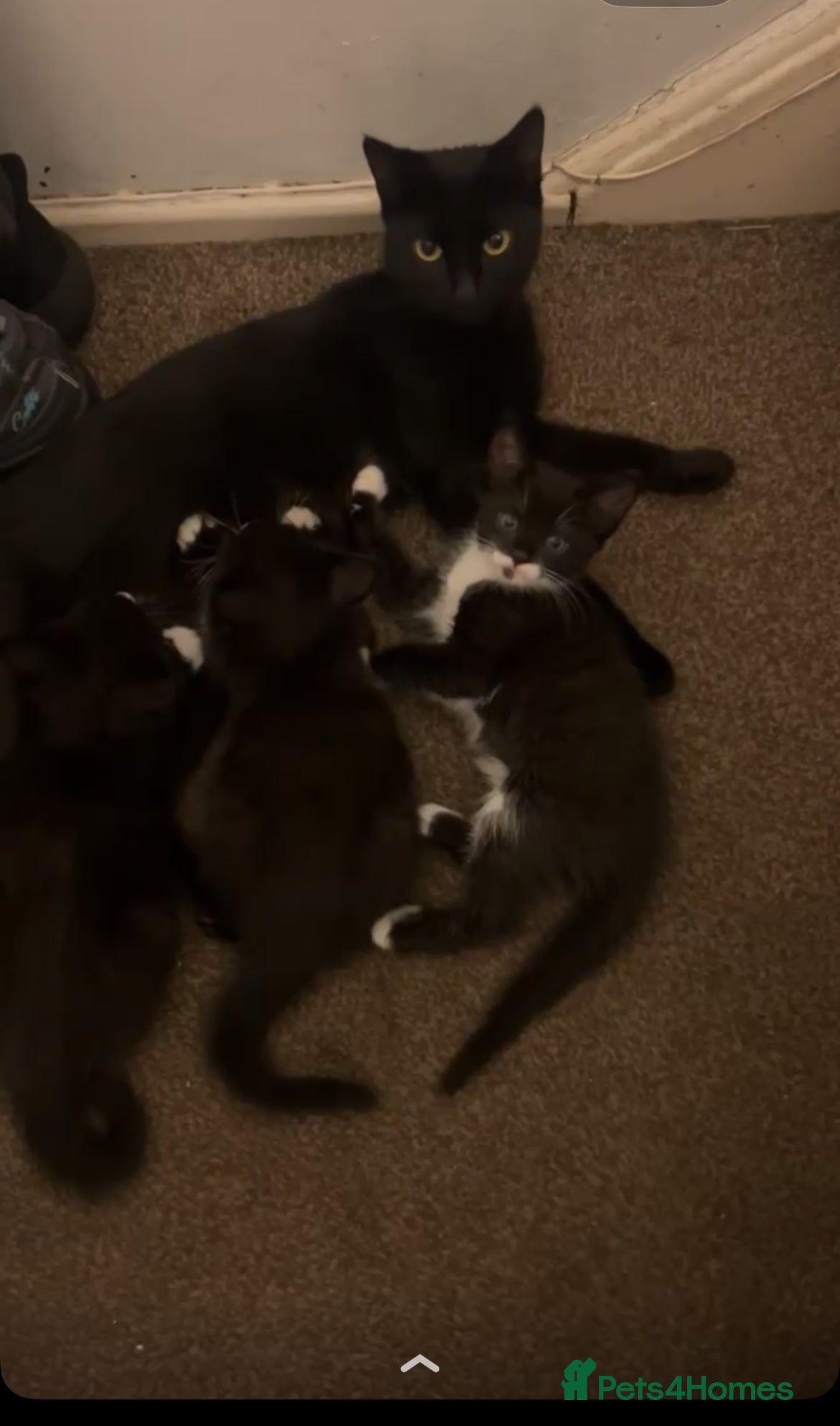 Domestic Shorthair cats Adorable male and female kitten looking for a home - Advert 4