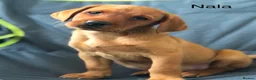 Labrador Retriever dogs for sale: Outstanding KC registered Fox Red Labrador Puppies - Advert 3