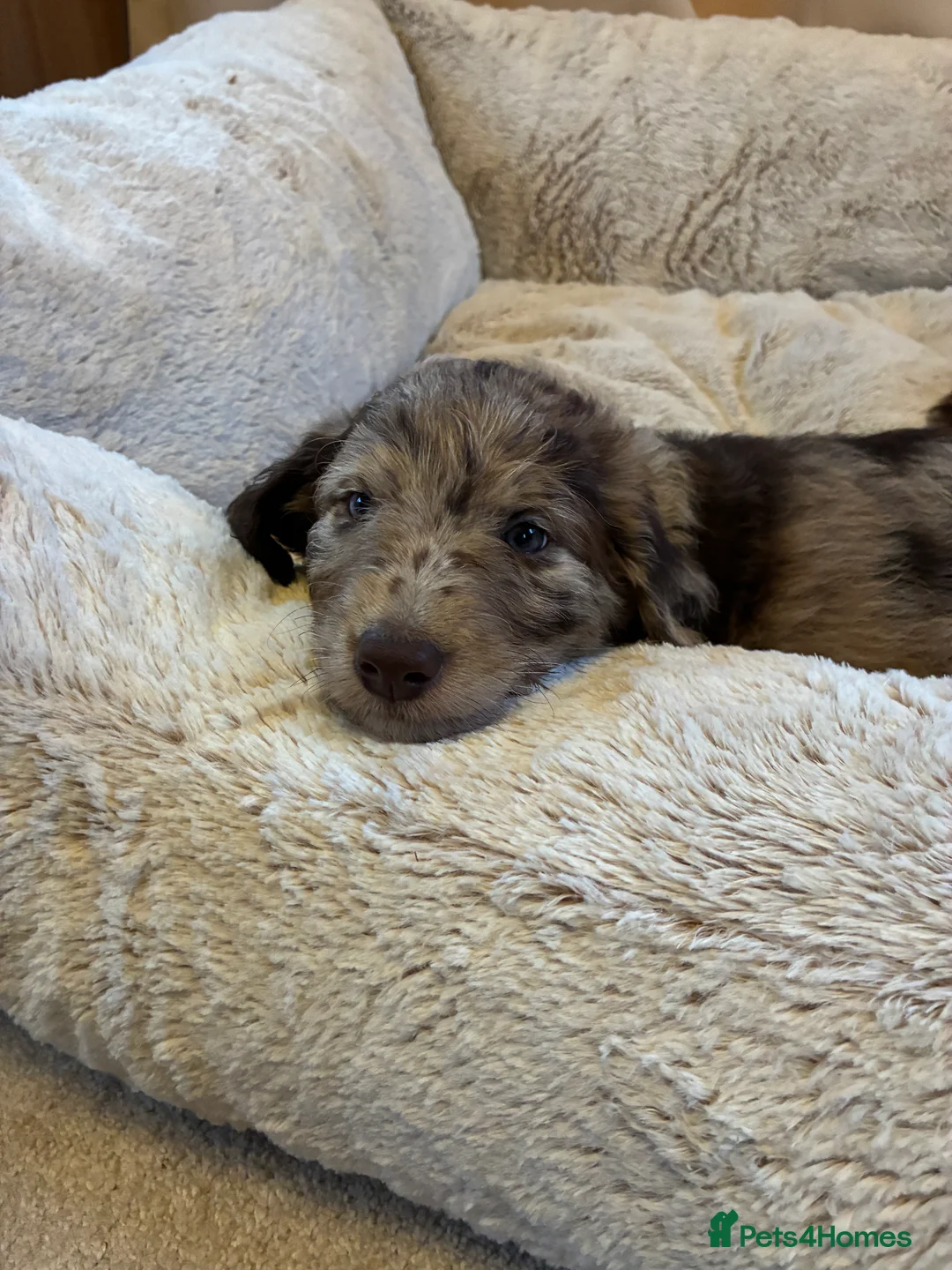 Bordoodle dogs for sale: Beautiful Bordoodles - Advert 3