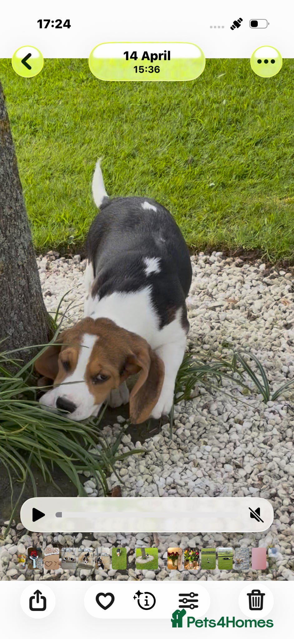Beagle dogs CHAMPION BRED KC REG TRI MALE PUPPY - Advert 1