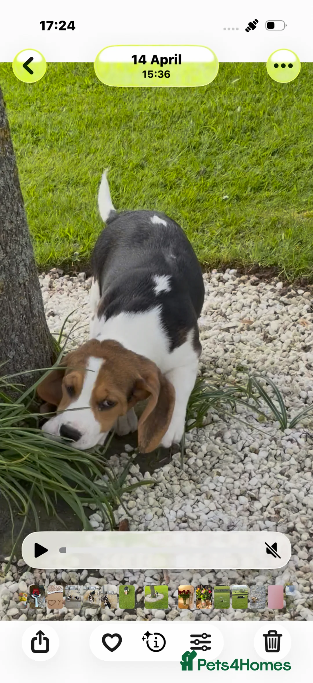 Beagle dogs for sale: CHAMPION BRED KC REG TRI MALE PUPPY - Advert 1
