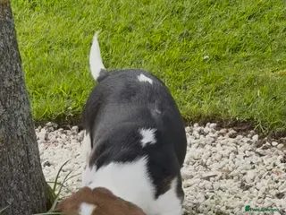 Beagle dogs for sale: CHAMPION BRED KC REG TRI MALE PUPPY - Advert 2