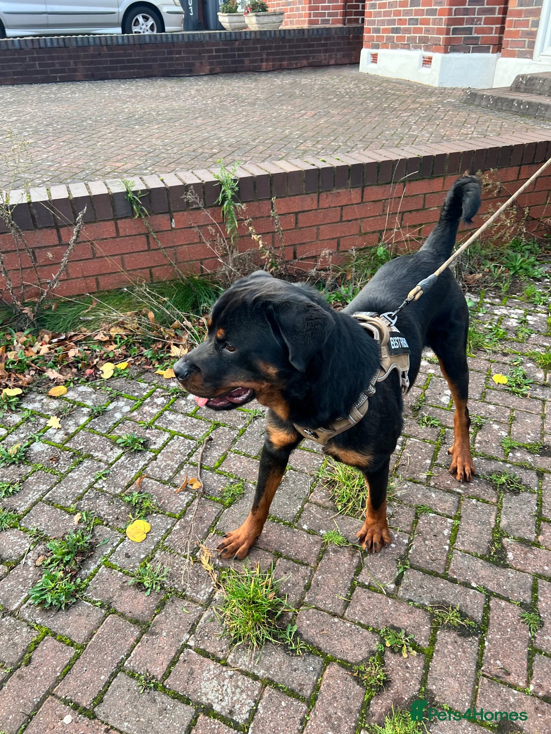 Rottweiler dogs for sale: Rottweiler Male, 7 months, Good Healthy Family Pet - Image 7