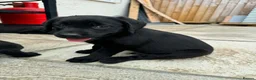Labrador Retriever dogs for sale: 3 boys Labrador puppy’s ready to leave - Advert 5