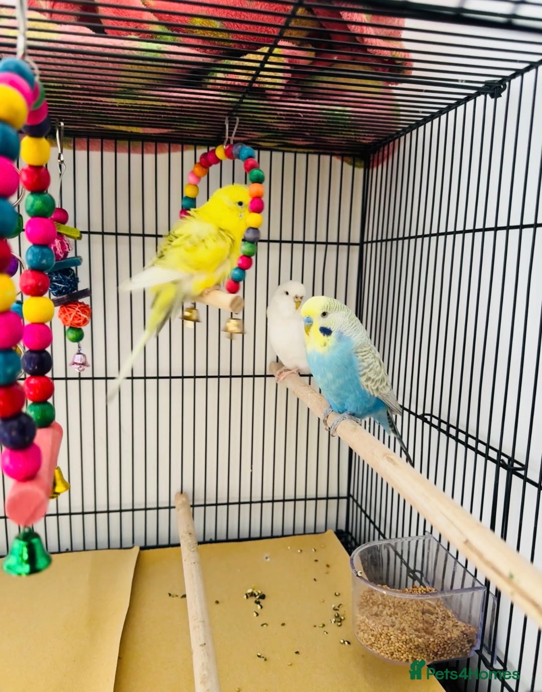 Budgerigars birds for sale: A couple burgies - Full Setup Included | £120 - Advert 2