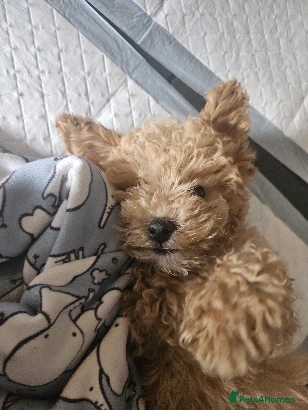 Maltipoo dogs for sale: Gorgeous 3 month old Maltipoo boy 🐶🥰 - Image 20