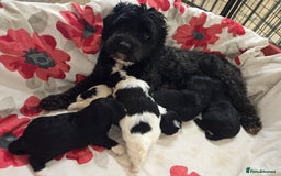 Lhasapoo dogs for sale: Lhaspoo Puppies  - Image 6