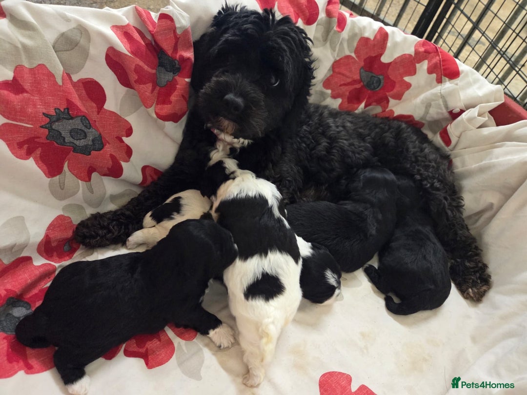 Lhasapoo dogs for sale: Lhaspoo Puppies  - Image 6