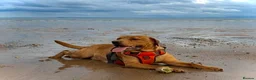 Labrador Retriever dogs for sale: Adorable Labrador Puppies - Advert 3