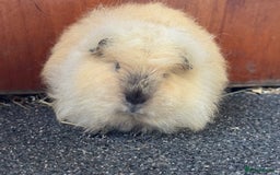 Guinea Pig rodents for sale: Pure Bred Swiss Guinea Pig Boars - Image 15